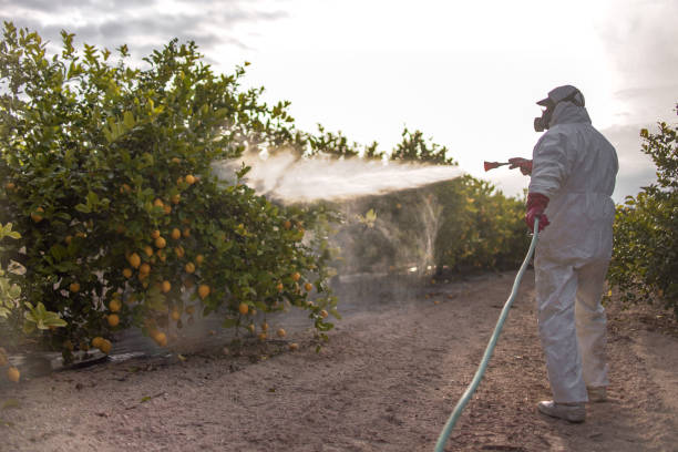 Best Pest Prevention Services  in Burkburnett, TX