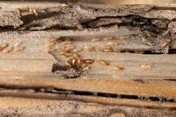 Best Cockroach Control Services  in Burkburnett, TX