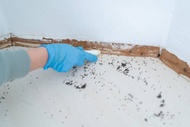 Best Local Pest Control Services  in Burkburnett, TX